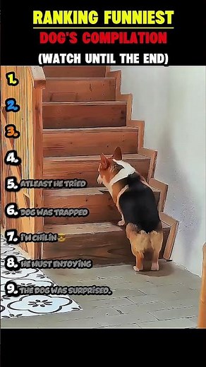 RANKING THE FUNNIEST DOGS! 🐶 (Wait for #1 😱)