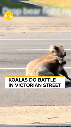Cantankerous Koalas caught clawing each other spoiling their reputation as Australia's cuddly creatures. #9Today Video credit: Geordie Cook | TODAY