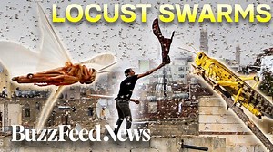 Billions of locusts are wreaking havoc in East Africa — in some of the worst swarms Kenya has seen in 70 years. | BuzzFeed News