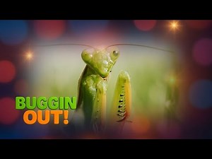 Buggin' Out! – Praying Mantis (Official Video)