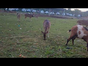 Hello deer hello goats hello Christmas #deer #christmas #goat #cuteanimals #kidsfriendly #peaceful