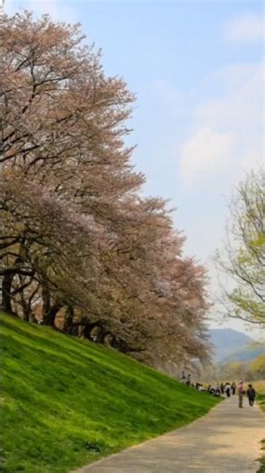 京都賞櫻必訪~綿延1.4公里的夢幻粉色隧道~淀川河川公園 #京都賞櫻 #背割堤