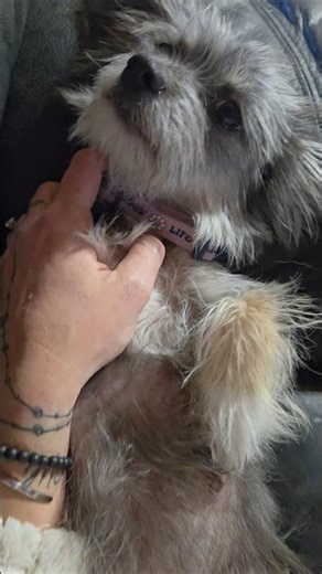 Momma Morkie to the rescue nursing English Mastiff puppy #dog #puppy #nursing #englishmastiff #cute