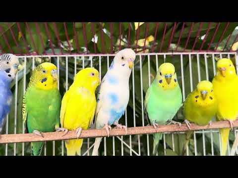 11 Hours of Parakeet Sounds and Playtime | Relaxing Budgie Chirping & Fun Moments