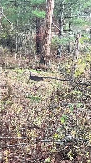 Deer 🦌 Laying Down #animals #deer #nature #shorts #viral #outdoors #naturelovers