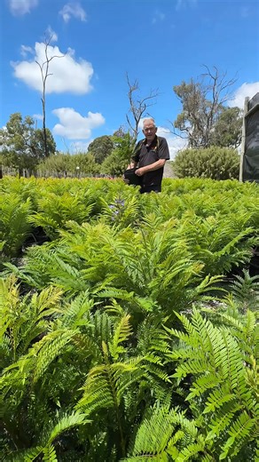 💙Think jacarandas are too big for your garden? Think again. 𝐉𝐚𝐜𝐚𝐫𝐚𝐧𝐝𝐚 𝐁𝐨𝐧𝐬𝐚𝐢 𝐁𝐥𝐮𝐞 (Jacaranda mimosifolia)is grafted, compact, and already starting to flower — giving you those 𝗶𝗰𝗼𝗻𝗶𝗰 𝗯𝗹𝘂𝗲 𝗯𝗹𝗼𝗼𝗺𝘀 without the space worries. . 👉𝘽𝙧𝙞𝙣𝙜 𝙝𝙤𝙢𝙚 𝙖 𝙟𝙖𝙘𝙖𝙧𝙖𝙣𝙙𝙖 𝙩𝙝𝙖𝙩 𝙖𝙘𝙩𝙪𝙖𝙡𝙡𝙮 𝙛𝙞𝙩𝙨 𝙮𝙤𝙪𝙧 𝙜𝙖𝙧𝙙𝙚𝙣: https://www.thetutuguru.com.au/shop/jacaranda-bonsai-blue-pbr-10-pot/ . #Jacaranda #BonsaiBlue #SmallGardenTrees #BlueFlowers #FeatureTree