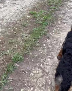 Braxen helping me carry the mail from our mailbox located way at the top of our road back to Shep Camp. Such a good boy. # Ambassador in Training 🐾🐾❤️❤️ | K9 Services German Shepherd Rescue, Inc.