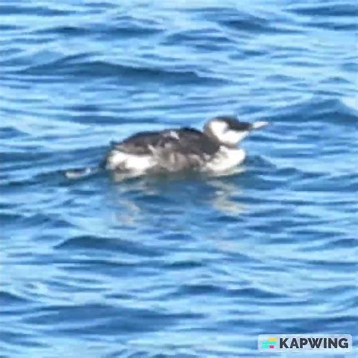 The not so Common, Common Murre, Ballona Creek Channel between Marina Del Rey and Playa Del Rey.