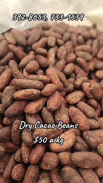 Buy High-Quality Cacao Beans for Chocolate Making