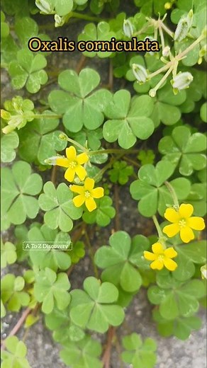 Oxalis corniculata | Herbaceous plant #weed #AToZDiscovery