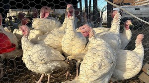 Central Pa. farmers prepare turkeys for Thanksgiving dinner tables