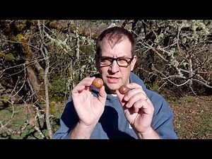 Oak Galls are the Home of a Tiny Wasp