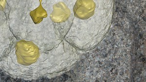 Precambrian fossils, once thought to be embryos, reinterpreted as... something else