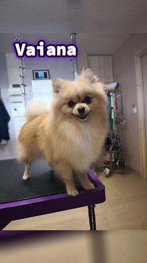 🐾Opale - Shih Tzu 🐾🐾 Gypsie - Épagneul Papillon🐾🐾 Vaiana - Spitz🐾🐾Narco - Golden Retriever 🐾🐾Miko - Labrador 🐾 | Mathieu Aurélie Beaupuy