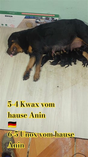 Cassandra House of Felina BH/VT IGP1🏆 IGP2🏆