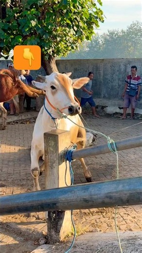 This is the most dangerous thing for cattle market visitors