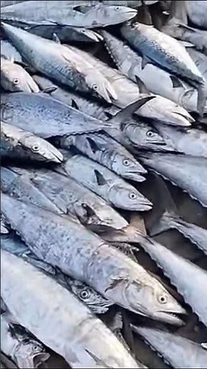 Big Fish Catching In #shorts #bassfishing #kingfish #fish