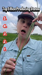 2.8K views · 14K reactions | Did you know 6 states in the United States grows rice? Half of the rice crop is consumed in the United States, accounting for 80 percent of the rice consumed domestically. The other half of the crop is exported to more than 120 countries around the globe. #farmlife #rice #riceproduction #farmwifefarmlife | Nikki - The Farm Wife The Farm Life | Facebook