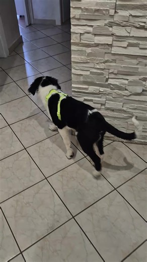 Alvin_superstar su TikTok