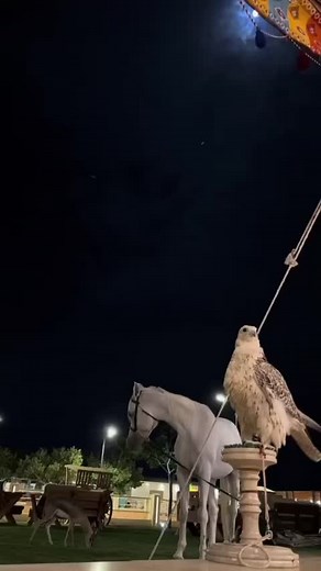 ‏#شيلات #خالد_ال_بريك #شيلات_روعه_خواطر_ذوق #الشاعر #ترند_تيك_توك