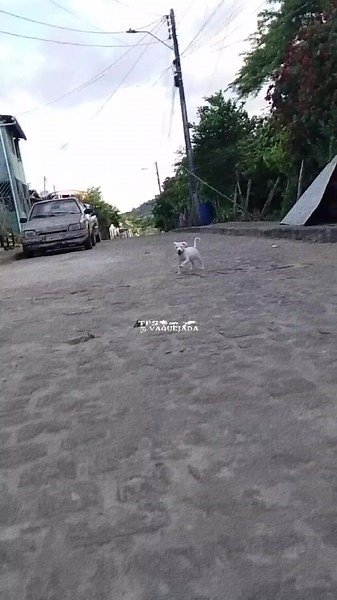 #fyyyyyyyyyyyyyyyy #CapCut #cachorro #dogueargentin #bheetoven #fypシ゚viral🖤tiktok☆♡🦋myvideo❤️❤️🥰🥰