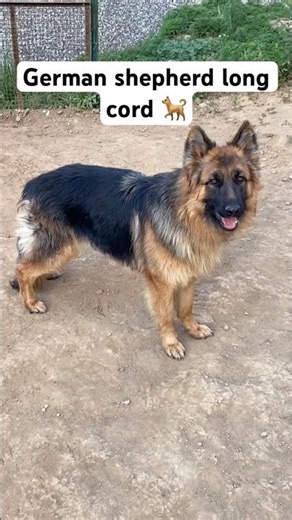 German shepherd long cord🐕 #germanshepherd #dog