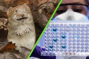 Querían saber cómo se forma el ADN, así que experimentaron: han creado un embrión de ratón de seis patas