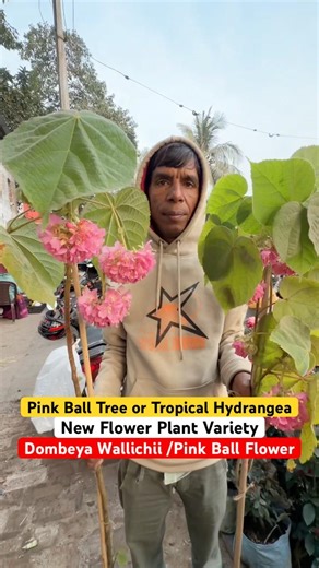 RARE DISCOVERY! 🌸✨ Dombeya Wallichii (Pink Ball) at Bapon Nursery #shorts