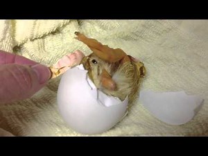 Peepers, the Baby Duckling: Hatching