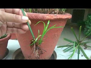 Propagation of Umbrella palm-A unique way