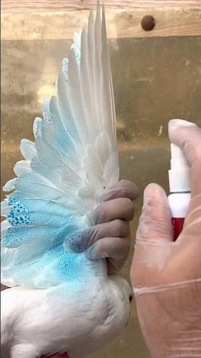 Dyeing pigeon wings / The colour blue