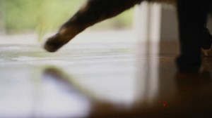 1.5K views | We already know that furry friends bring so much love and happiness to our lives. But did you know that pet dander can get everywhere in the home? Even spaces where the pet has never placed a paw. But taking a few extra steps like brushing them outside, cleaning your home often and using an HVAC air filter designed to trap microscopic particles including dander can keep your air clean. Click the link for more information. https://s.3m.com/jz3sq3 | Filtrete | Facebook