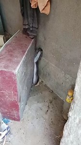 245K views · 1.6K reactions | Always gives goosebumps. #snake | Snake Doctor | Facebook