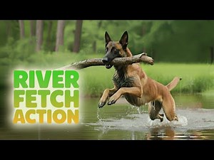 Extreme Fetch: The Ultimate High-Energy Dog Stick Challenge!