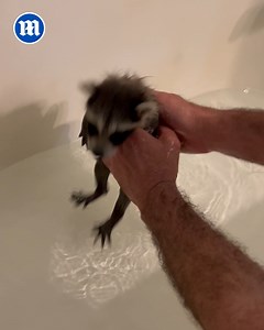 Every animal deserves a loving home! ❤️ | Daily Mail Animals