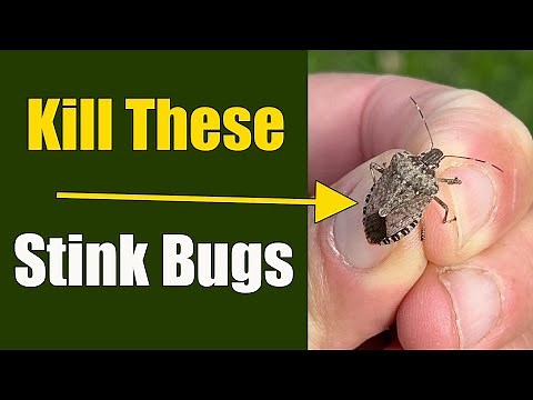 How to Get Rid of Stink Bugs in the House