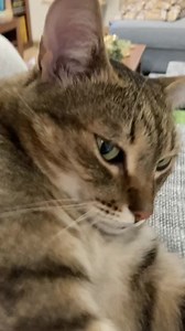 Loud purring alert! 😁😁🎧🎧 | Samy & Mury