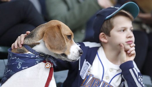 Where to Attend Dog-Friendly Major League Baseball Games This Season