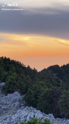 Abies Cephalonica: The Kefalonian Fir of Greek Mountains
