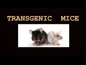 Gene knockout , Gene knockin and Conditional knockout Mice | Notes for Biotechnology | Amitian Notes