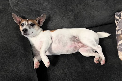 Recovering from the holidays be like #mileycyrusthedog #jackrussell #dogsoftiktok #cutedog #lazy