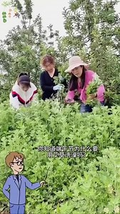 艾草精油皂，从头洗到脚，快给你的身子来一次清大扫除吧!#手工皂 #艾草精油提取 #好物推荐