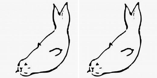 The Internet's Latest Feud: Do You See a Mermaid or a Fish?