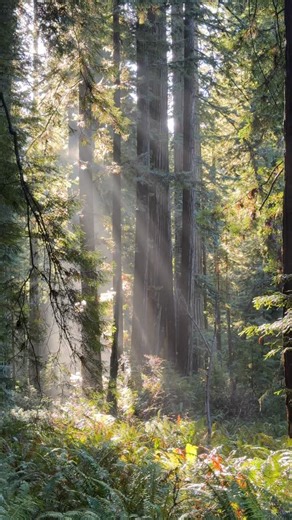 Discover California | Nature & Travel on Instagram: "My favorite redwood hike in California, no contest 🥹 You’ll hike through some of the tallest and oldest trees in the world along a beautiful creek. The redwoods here seem to have more character than any other grove. With The Big Tree being one of the highlights. And with a short detour, you can find the alien looking corkscrew tree. Here are the hike details! 🥾 Big Tree via Karl Knapp & Cathedral Trees Loop - 2.9 miles. - 213ft elevation gai