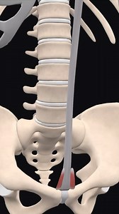 Bradley Blair Osteopath on Instagram: "The pyramidalis muscle is a small, triangular-shaped muscle located in the lower part of the abdomen. It is a paired muscle, meaning there is one on each side of the body. Here are some key points about the pyramidalis muscle: Detailed Anatomy: 1. Location and Surroundings: • Anterior Abdominal Wall: The pyramidalis muscle is located within the rectus sheath, anterior to the rectus abdominis muscle, in the lower abdomen. • Rectus Sheath: This is a fibrous c