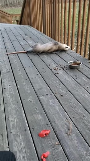 When the possum gets scared by the balloon | Material De Estudio Digital | Facebook