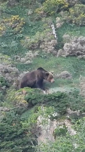 Oso Pardo y Osa Siguiendo #oso #bear