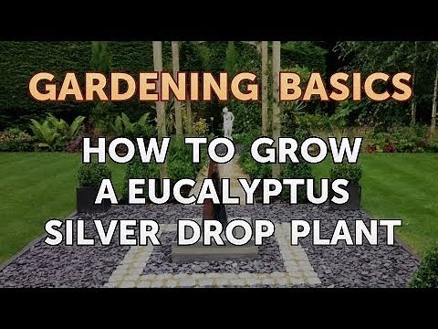 How to Grow a Eucalyptus Silver Drop Plant