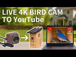 Live Stream 4K Bird Box Camera to YouTube | OBS Studio Setup Guide