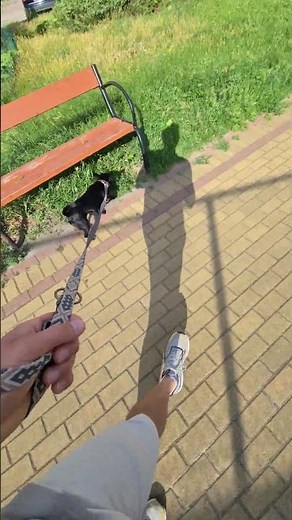 Master the basics with an aggressive dog